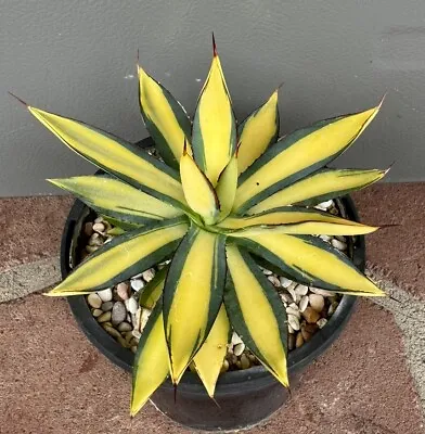 Agave Burnt Burgundy Medoipicta Variegated Rare Plant 12cm Pot • $550