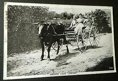 Mt. Pocono Pa. Limited Oxen Drawn Carriage Antique 1922 Pc Postcard  • $10