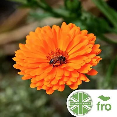 Premium -  Double Pot Marigold - 300 Seeds - Calendula - Fast Uk Dispatch ✅ • £1.89