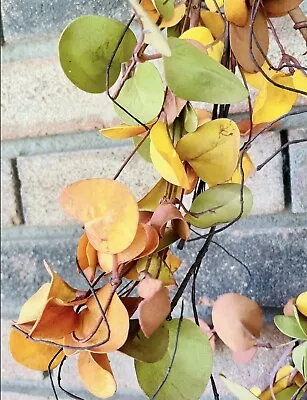 Mixed Fall Harvest Thanksgiving Autumn Colors Rustic Twig Garland NEW • $25.62