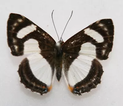 Butterfly Riodinidae  X1 Female Thisbe Irenea (Trinidad) • $3.73