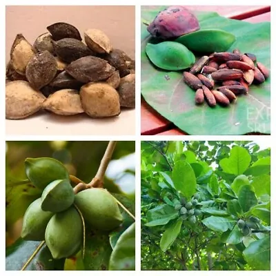 $7.90 • Buy Terminalia Catappa Almond Tree Indian Beautiful Viable Garden Shade Tree Seeds