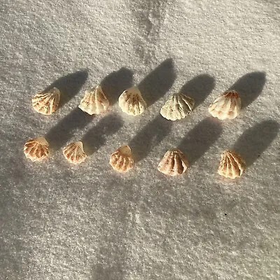 10 Kitten Paws Pairs Double Seashells  Florida Beach Crafting Sea Shells • $5