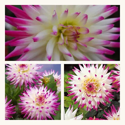 Dahlia Hayley Jane Tubers. Cactus Variety Pretty Pink And White Flowers. Grade I • £8.95