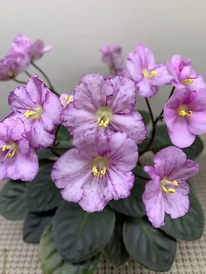 African Violet PAIR OF LEAVES  “Storybook Princess” Semiminiature • $4.49