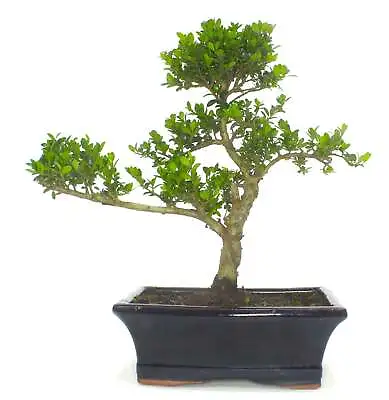 Large Ilex Bonsai Tree Informal Upright - Supplied In A Ceramic Pot • £44.99