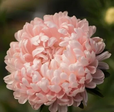 £1.50 • Buy China Aster Peony Pale Pink 25 Seeds 