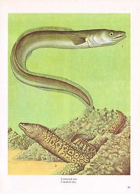 Eel Conger Moray Fish Print Picture Vintage 1985 IBOV#85 • $4.34