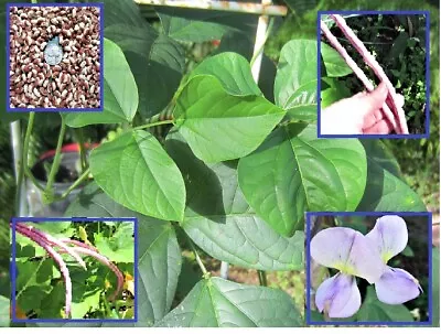 10 Seeds Heirloom Organic Mosiac Long Bean Purple Long Bean Vegetable • $3.73