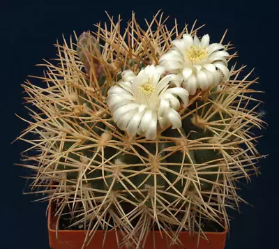 Gymnocalycium Hamatum FR819 SEEDS - - Easter Lily Cactus SEMI SEED SEEDS • £3.77