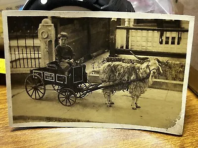 1920’s? GOAT CART Boy Kid Child MADE IN USA Wagon Vintage Snapshot PHOTOGRAPH • $10.49