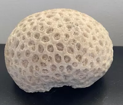 Large White Brain Coral Sea Shell Over 3 Lbs Aquarium • $10.49