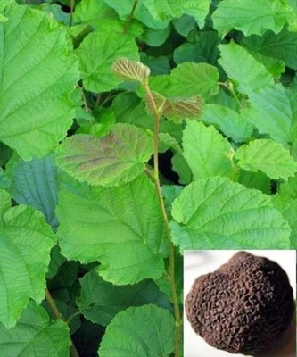 £39.95 • Buy Hazel Truffle Tree  (Tree Saplings/Seedlings)