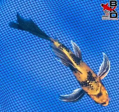 6  BUTTERFLY KIN KI UTSURI Live Koi Fish Garden Pond 4/21 • $25.99