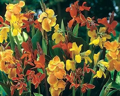 Canna Lily 'Mixed' WPC Prins Summer Bulbs/Tuber Saver Pack X3   • £5.99