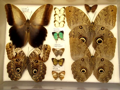 £21 • Buy StoreBox 8 (12) Tropical Butterflies Moths Entomology Insect Lepidoptera