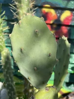 £11 • Buy Medium Opuntia Ficus Indica Pad 10cm Unrooted Healthy Cactus