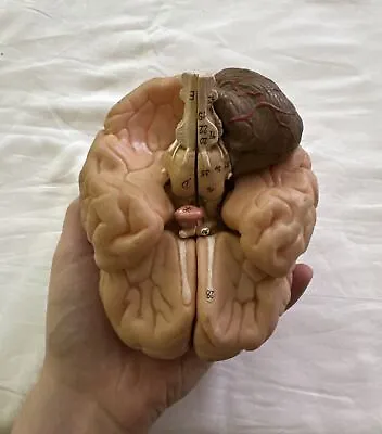 Vintage Anatomical Brain Model 7 Part Amazing Condition Very Rare Fast Shipping! • $239.20