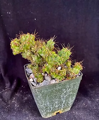 Myrtillocactus Geometrizans F. Monstrosa Cactus Plant • $12.99