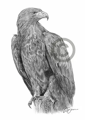 £8.99 • Buy GOLDEN EAGLE Pencil Drawing Art Print A4/A3 Sizes Bird Artwork