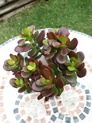 3 X Cuttings + 1 FREE / Succulents Crassula Ovata  Minima  Jade Succulent • $6.95