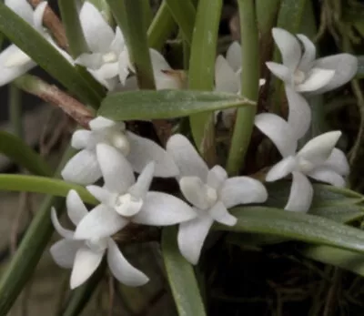 Ceratostylis Philippinensis Mini Grower Blooming Size Fragrant • $30