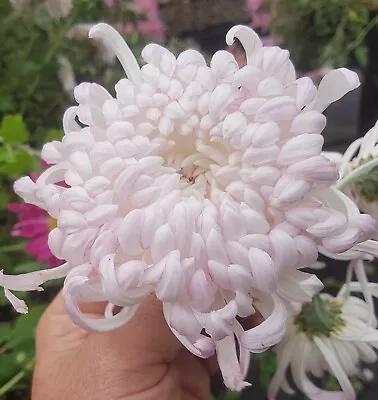 Kokka Yuki Chrysanthemum X 1 Plant - Perennial  Cut Flowers Cottage • $11.75