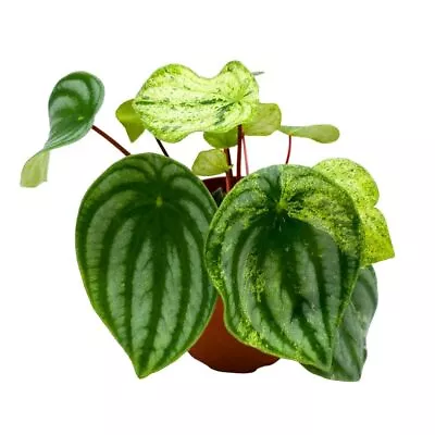 Harmony's Gold Dust 2 Inch Peperomia Variegated Watermelon Pep Sport • $31.99