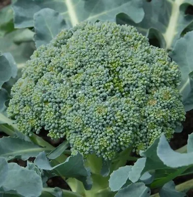 £2.45 • Buy ORGANIC - 50 Broccoli Calabrese Green Sprouting Seeds - Fresh UK Seeds Non GMO