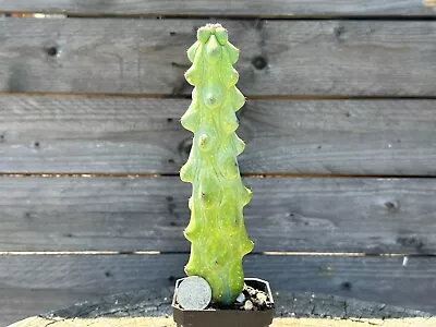 ROOTED Boobie Cactus Myrtillocactus Geometrizans Fukurokuryuzinboku 7.86'' • $3