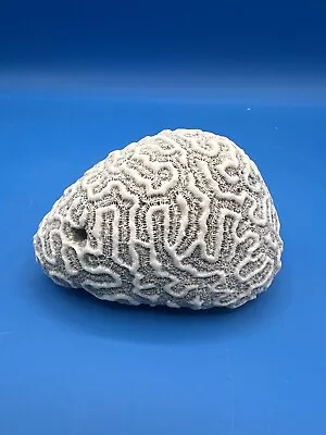 Natural Brain Coral White Real Sea Specimen Aquarium Décor Approx 4.5 X 3 X 2.5” • $42.99