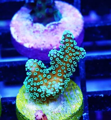 ORA Neon Birdsnest Zoanthids Paly Zoa SPS LPS Corals WYSIWYG • $4.99