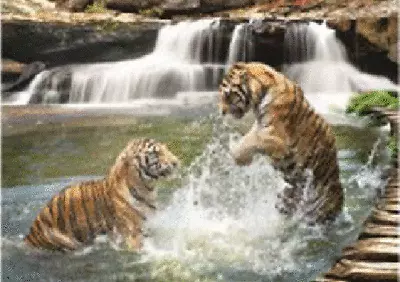 TIGERS PLAYING - 3D LENTICULAR FLIP TIGER PICTURE 400mm X 300mm (NEW) • £7.95