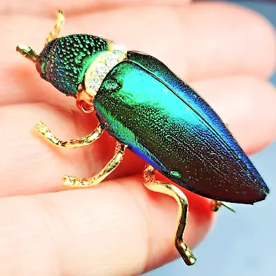 Thai Handcrafted Green Elytra Beetle Pin Brooch Real Sternocera Aequisignata Bug • $15.95