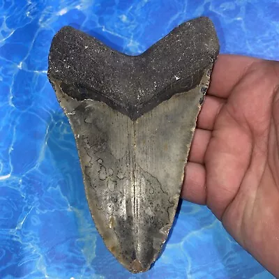 Megalodon Shark Tooth 5.46” Huge Teeth Meg Scuba Diver Direct Fossil Nc 2873 • $53.50