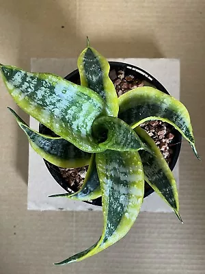 $35 • Buy Sansevieria Twisted Sister Plant In 140mm Pot