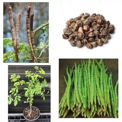 Germinate Moringa Oleifera Organic Seeds DrumstickHorseradish Tree For Planting • $6.45