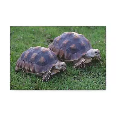 Tortoise Couple Tortoise Couple Print Animal Wall Art Wildlife Canvas Prints Wa • £91.55