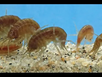 Live Freshwater Gammarus Shrimp Freshwater Scuds Live Fish Food Clean Up Crew • $6.50