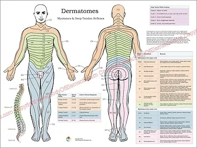 Dermatomes Myotomes Poster 18  X 24  Chiropractic Nerves Medical Chart Laminated • $18