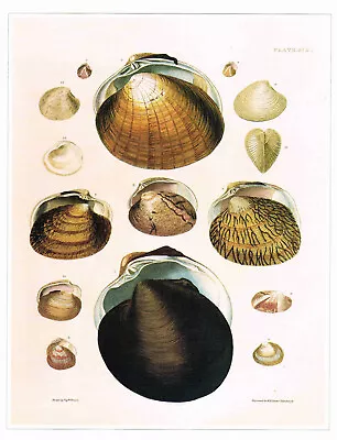 Smooth Callista Shells Vintage 1991 Shell Print W.H. Lizars Old Picture CNHPS#59 • $4.96