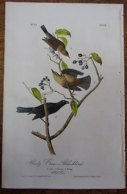 Rusty Crow Blackbird Audubon 1st Edition 1840 Hand Colored  Litho J.t.bowen • $79.95