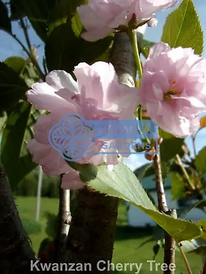 Kwanzan Cherry Tree - Prunus Serrulata 'Kwanzan' -  Live Plant 4 To 6 Inches • $6.38
