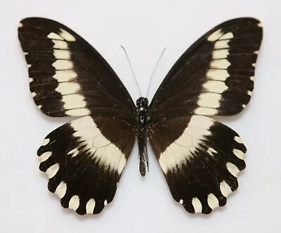 Butterfly X1 Female Papilio Cyproeofila (Ghana) • $10.10