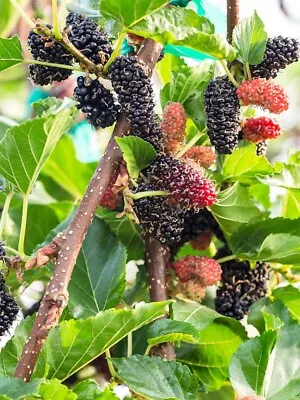Nigra Morus Dwarf Everbearing Mulberry Live Plant Super Sweet Fruit 4  Pot • $13.95