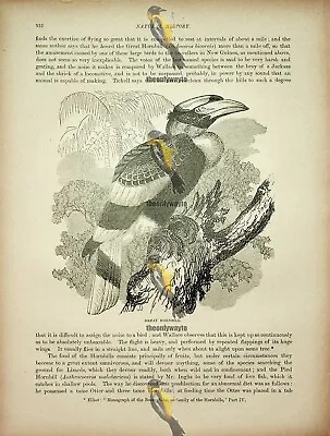 Great Hornbill Natural History Book Illustration 1896 • £15.97