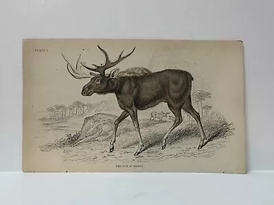 Elk Moose Antique Print Illustration Lizars Naturalists Library Jardine Lear P3 • $6.78