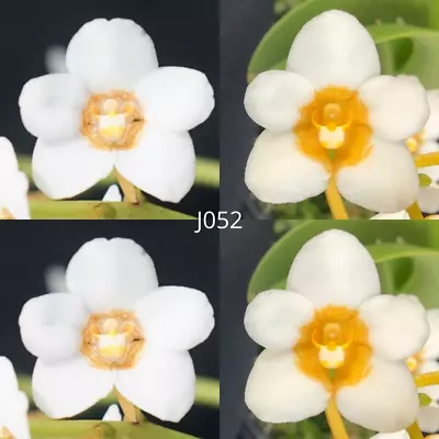 Sarcochilus Orchid Seedling. J052 (Kulnura Sherbert 'Golden Eye' X Kulnura Fruit • $12.50