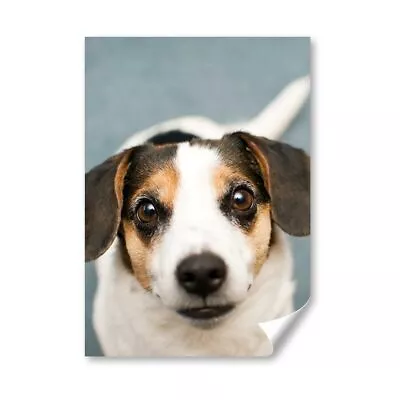 A4 - Jack Russell Terrier Puppy Dog Pet Poster 21X29.7cm280gsm #16290 • £4.99