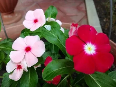 50 + PURE SEEDS Cape Madagascar Periwinkle Mix Vinca Rosea Balcony Perenial • $3.99